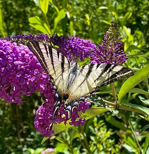 Schönstes Gartenfoto 2026 - Brigitte Bodingbauer