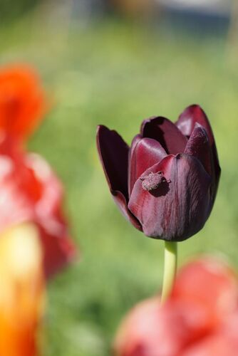 Schönstes Gartenfoto 2026 - Veronika Eitelsebner