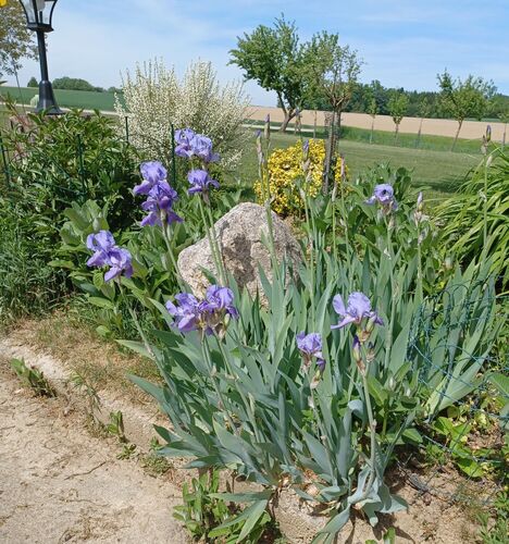 Schönstes Gartenfoto 2026 - Karl Achleitner