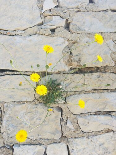 Schönstes Gartenfoto 2026 - Katharina Bäck