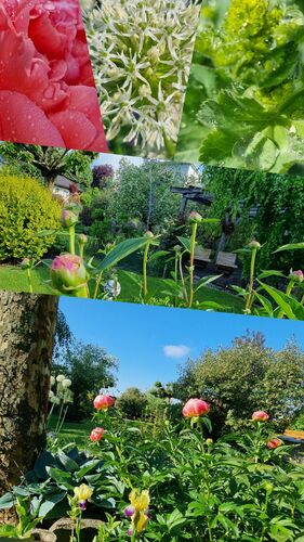 Schönstes Gartenfoto 2026 - Monika Höfinger