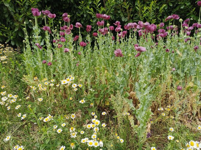 Schönstes Gartenfoto 2026 - Elfriede Kern