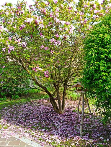 Schönstes Gartenfoto 2026 - Doris Lanz