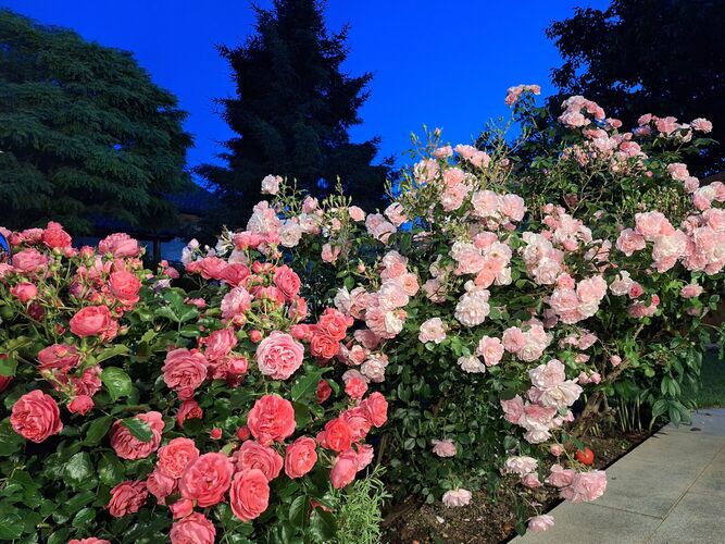 Schönstes Gartenfoto 2026 - Eva Maria Niederländer