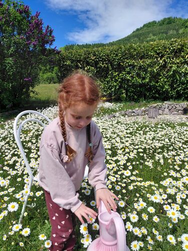 Schönstes Gartenfoto 2026 - Waltraud Milwitsch