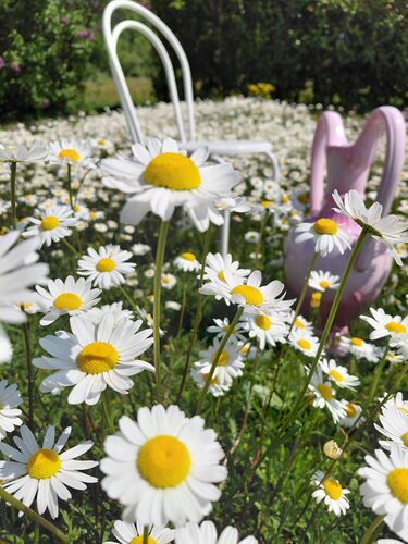 Schönstes Gartenfoto 2026 - Waltraud Milwitsch