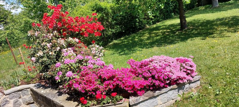 Schönstes Gartenfoto 2026 - Marlene Scheuchenpflug