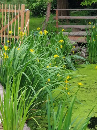 Schönstes Gartenfoto 2026 - Doris Schausberger