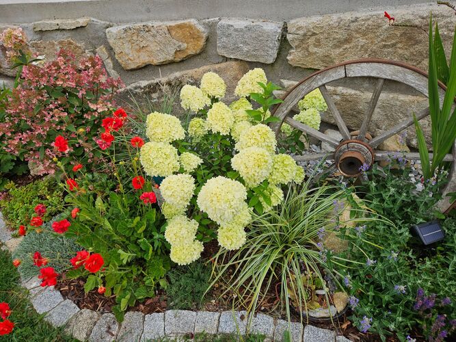 Schönstes Gartenfoto 2026 - Carina Reindl