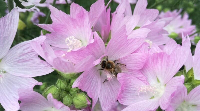 Schönstes Gartenfoto 2026 - Daniela Anzengruber