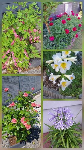 Schönstes Gartenfoto 2026 - Ingrid Kaiblinger
