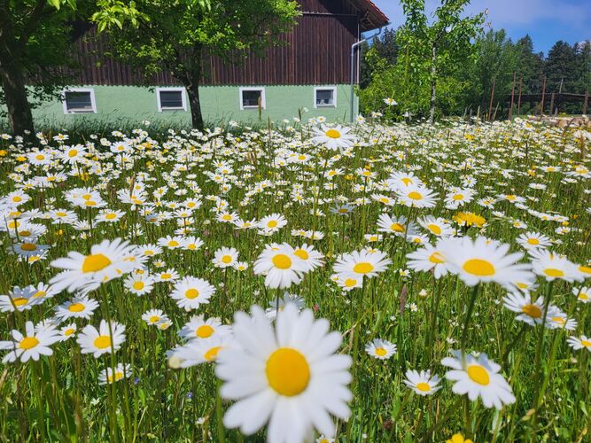 Schönstes Gartenfoto 2026 - Gerhard Windhager