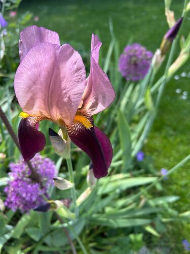 Schönstes Gartenfoto 2026 - Erika Egger