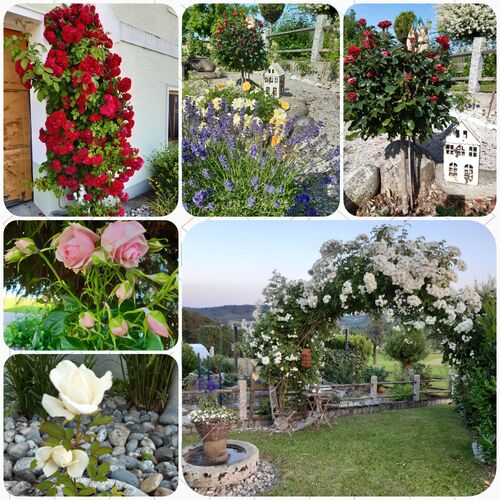 Schönstes Gartenfoto 2026 - Maria Fragner