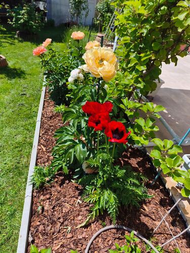 Schönstes Gartenfoto 2026 - Mario Busslechner