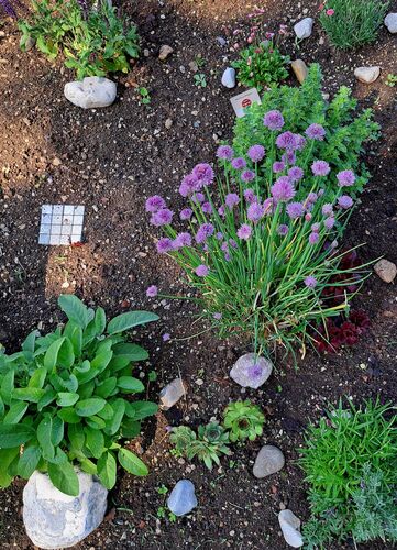 Schönstes Gartenfoto 2026 - Christiane Klinser