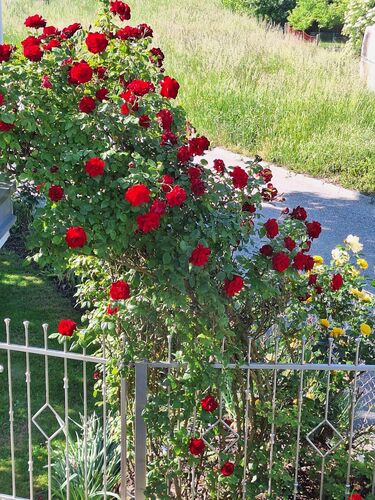 Schönstes Gartenfoto 2026 - Monika Trauner
