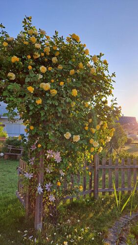 Schönstes Gartenfoto 2026 - Brigitte Kroiss