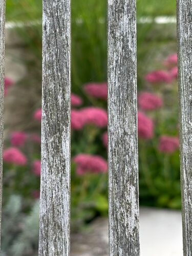 Schönstes Gartenfoto 2026 - Franz Schützeneder