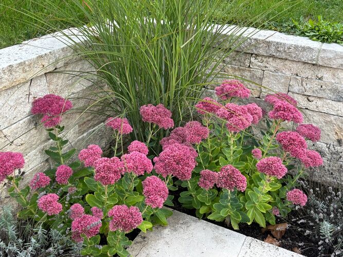 Schönstes Gartenfoto 2026 - Franz Schützeneder