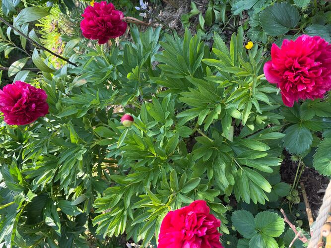Schönstes Gartenfoto 2026 - Gertrud Gabauer