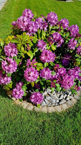 Schönstes Gartenfoto 2026 - Gerhard Raffelsberger