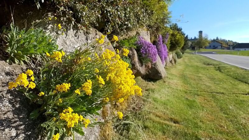 Schönstes Gartenfoto 2026 - Priglinger - Verein Herzhaftes Höf
