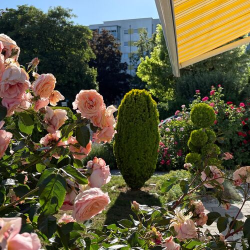 Schönstes Gartenfoto 2026 - Viktoria Pesut