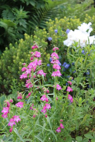 Schönstes Gartenfoto 2026 - Ingrid Sonnbichler