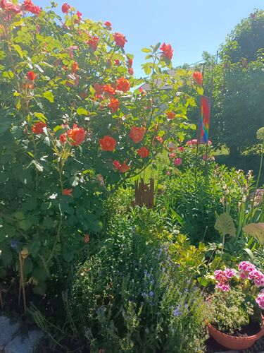 Schönstes Gartenfoto 2026 - Anita Ensinger