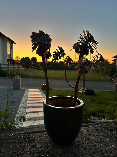 Schönstes Gartenfoto 2026 - Hildegard Pumberger