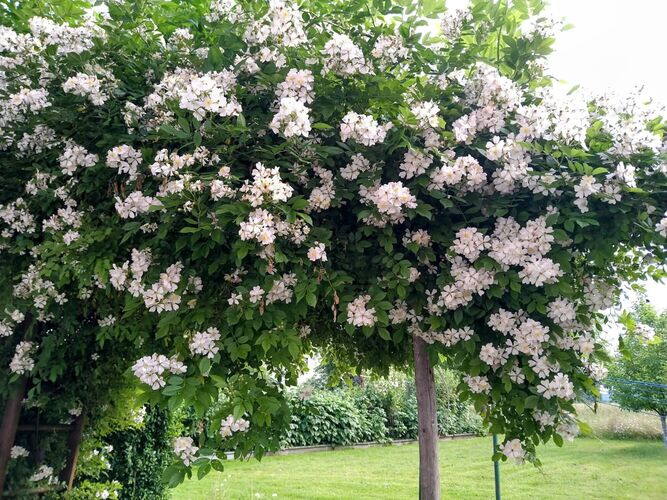 Schönstes Gartenfoto 2026 - anna schmidjell