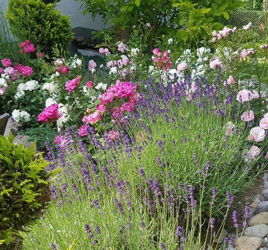 Schönstes Gartenfoto 2026 - Peter Michael Breitenauer