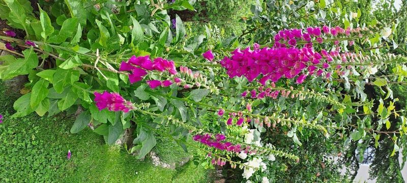 Schönstes Gartenfoto 2026 - Frieda Neumüller