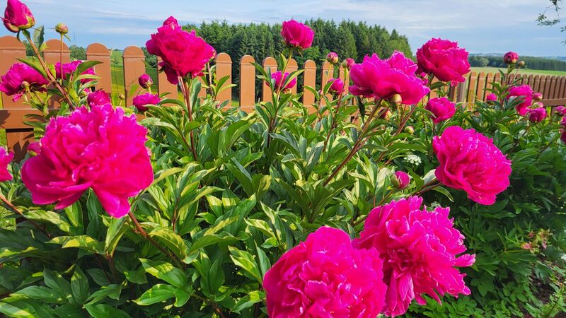 Schönstes Gartenfoto 2026 - Anita Riederer