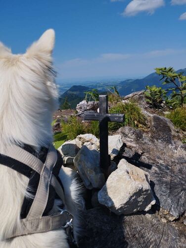 Tips Gipfelstürmer - Julia (Roxy = Hund) - Ochsenkogel (1458m)