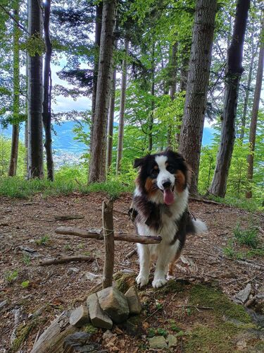 Gipfelstürmer 2024 - Madeleine - Buchenberg (934m)