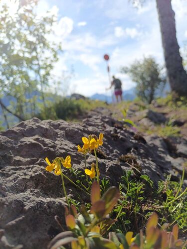 Gipfelstürmer 2024 - Angela - Gumsenkogel (822m)