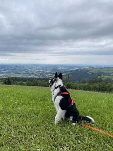 Gipfelstürmer 2024 - Susanna - Grillenparz (842m)