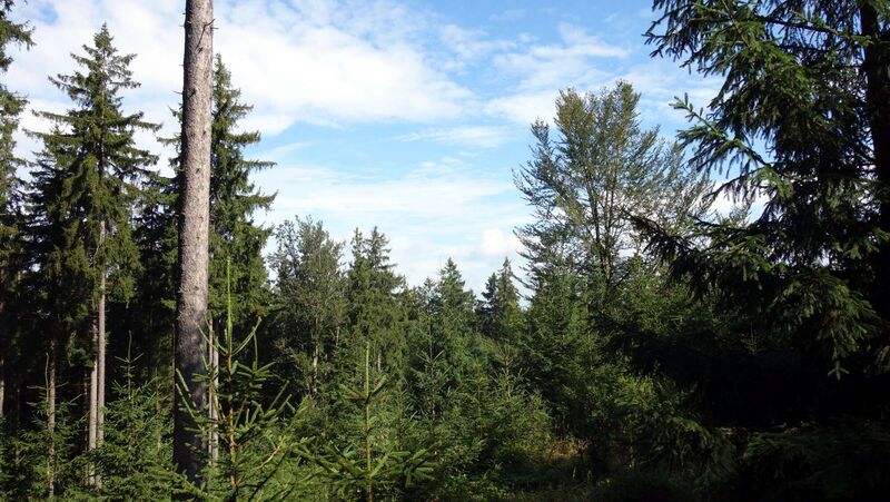 Gipfelstürmer 2024 - Karl - Hackerhöhe 924m