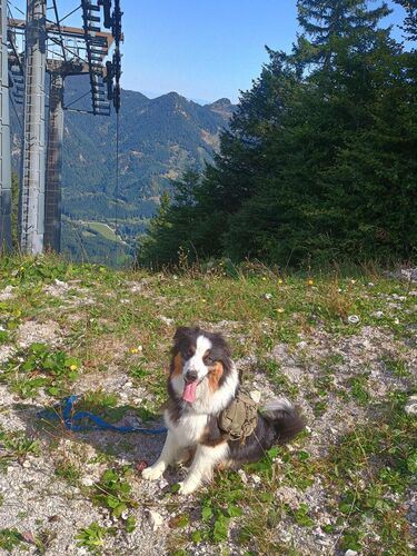 Gipfelstürmer 2024 - Madeleine - Farrenaubühel (1287m)