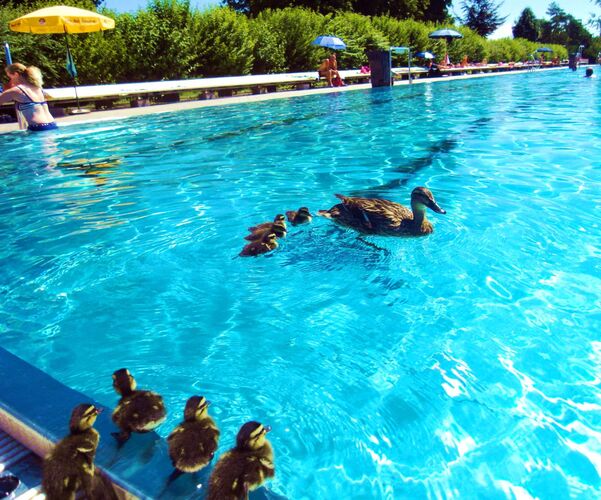 Cool am Pool - oliver aus Braunau