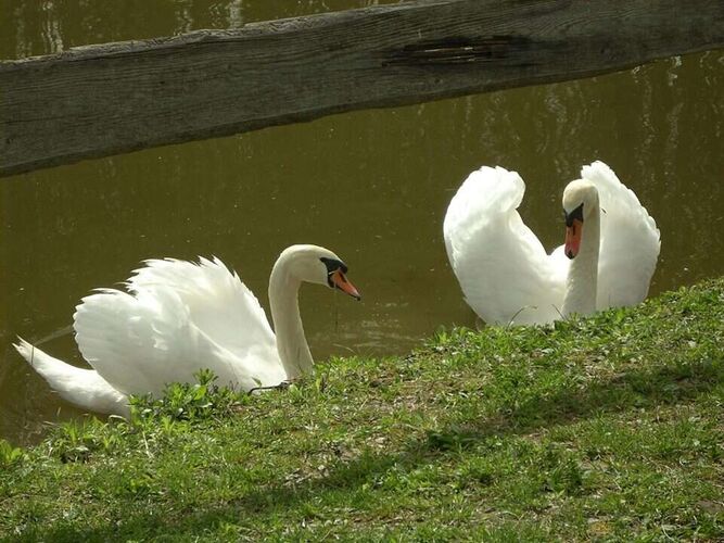 Cool am Pool - marija aus Amstetten