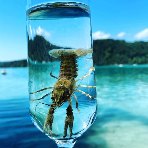 Cool am Pool - Florian aus Ried