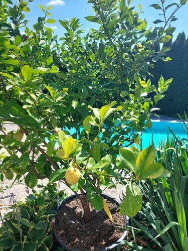 Cool am Pool - Hilde aus Eferding