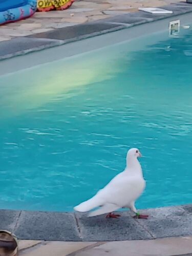 Cool am Pool - Christine aus Perg