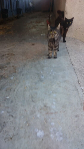 Tollster Job - Janina aus Braunau ( Maschinenring Allrounder ) - Maschinenring