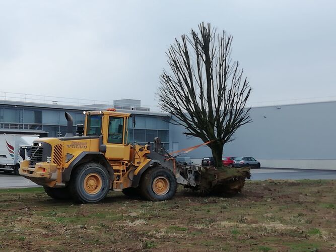 Tollster Job - Simone aus Wels ( Landschaftsgärtnerin  ) - Maschinenring 