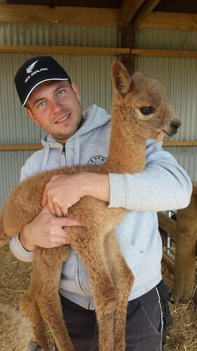 Tollster Job - Christoph aus Perg ( Alpacafarmer ) - Oberstein Alpacas