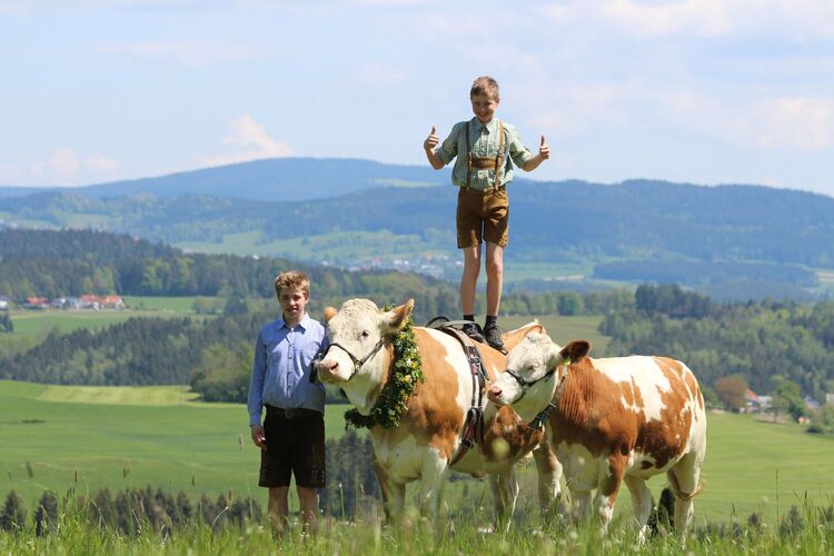 Trachtenvoting - Stefan  aus Freistadt